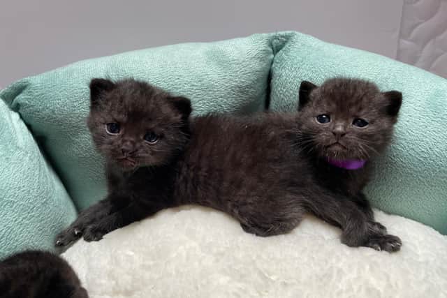 Lothian Cat Rescue took in a litter of eight kittens after four boxes of animals were dumped in Kirkcaldy.