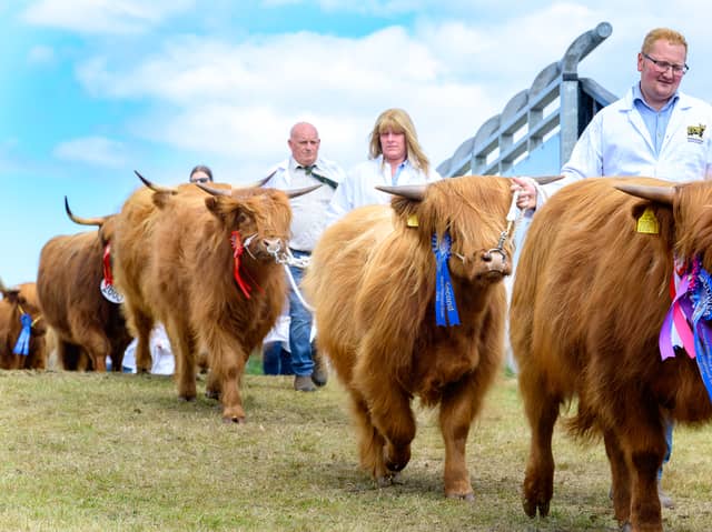The Grand Parade of Royal Highland Cows was a highlight of Saturday at Ingliston