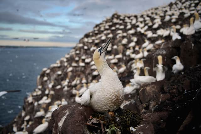 Researchers have warned that it may take the gannet colony on Bass Rock, which is one of the world's largest colonies, at least two decades to recover following a 2022 outbreak of bird flu.