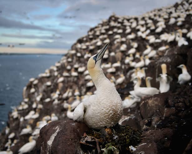 Researchers have warned that it may take the gannet colony on Bass Rock, which is one of the world's largest colonies, at least two decades to recover following a 2022 outbreak of bird flu. 