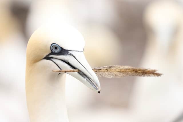 The Gannet population on Bass Rock declined by 26 per cent in the year after the H5N1 virus was first detected on the island.
