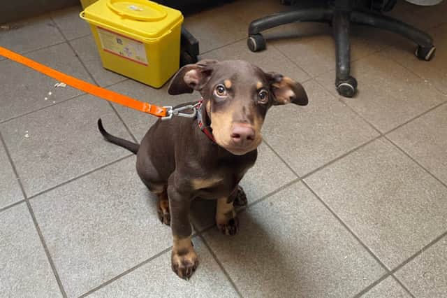 A Staffordshire Bull Terrier named Kya was taken from the property, while Stewart fled with two Dobermans named Ammo and Karma.