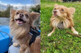 Ollie died from a severe brain haemorrhage after being violently shaken, leaving owner Kara Davies heartbroken.