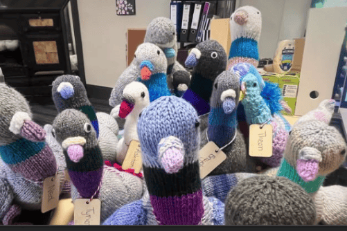 The estate are full of joy to welcome the new flock 