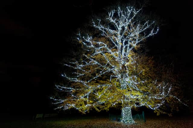 The incredible Pealit Tree returns, adorned with sparkling white lights.