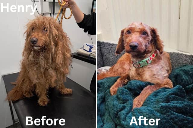 Two dogs given a second chance after being found suffering from severe ...