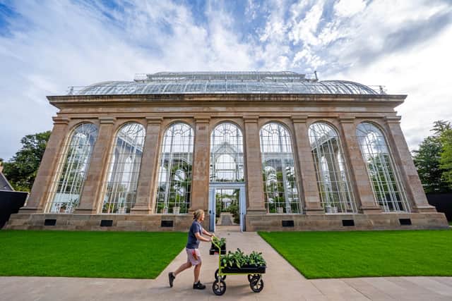 Glasshouse supervisor Louise Galloway with some Valdivia gayana palms ready for planting in the restored Palm Houses at the Royal Botanic Garden Edinburgh, which will open to the public on October 2 after a five year closure for restoration.