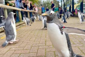 Edinburgh Zoo's penguin parade is back.