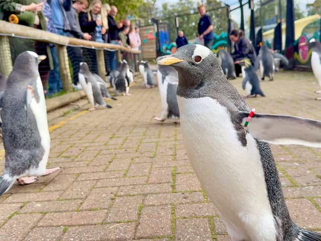Edinburgh Zoo's penguin parade is back.