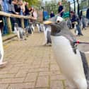 Edinburgh Zoo's penguin parade is back.