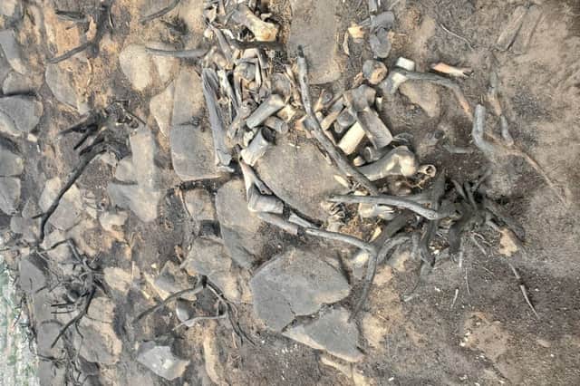 The bones were an assortment of large mammal bones and small fragments