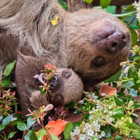 Scotland's first baby sloth celebrates World Sloth Day at Edinburgh Zoo