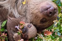 World Sloth Day with Atty and Fe