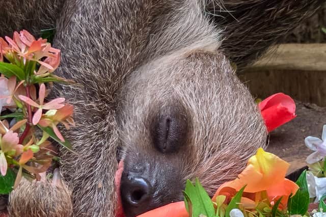 Atty having a nap after his busy day snacking