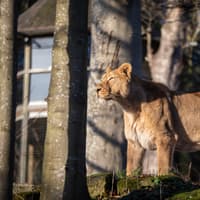 Edinburgh Zoo roars with excitement as it welcomes the birth of two lion cubs after a seven-year wait