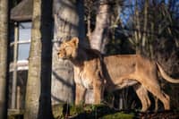 The cubs were born to first-time mum Bindee on October 11