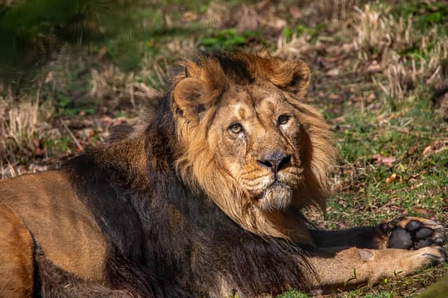 Jay the lion, father of the cubs