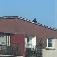 Edinburgh man arrested after spending hours on flat roof as emergency services called to scene