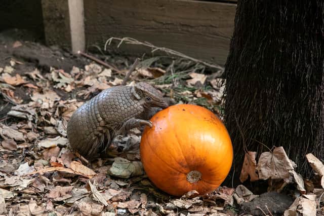 Danilo the southern three-banded armadillo
