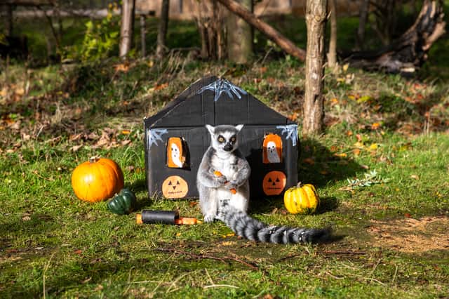 One of Edinburgh Zoo’s  ring-tailed lemurs