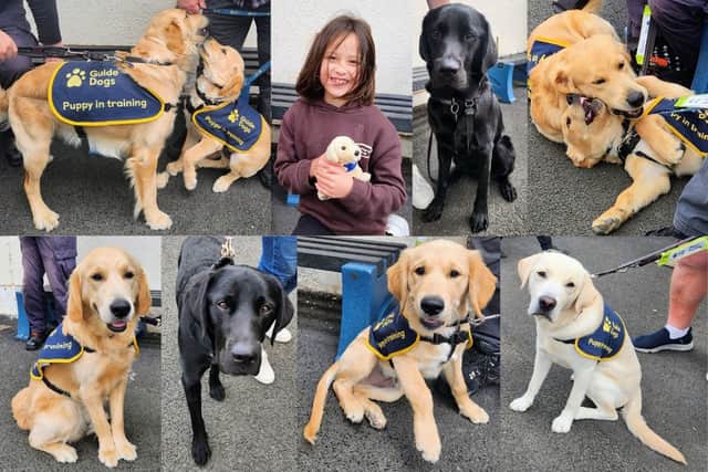 The Guide Dog puppies in training;
(Centre) Emily Hogg with her own Guide Dog toy puppy;
(Below L-R) Wilton, Owen, Kenny and Dale