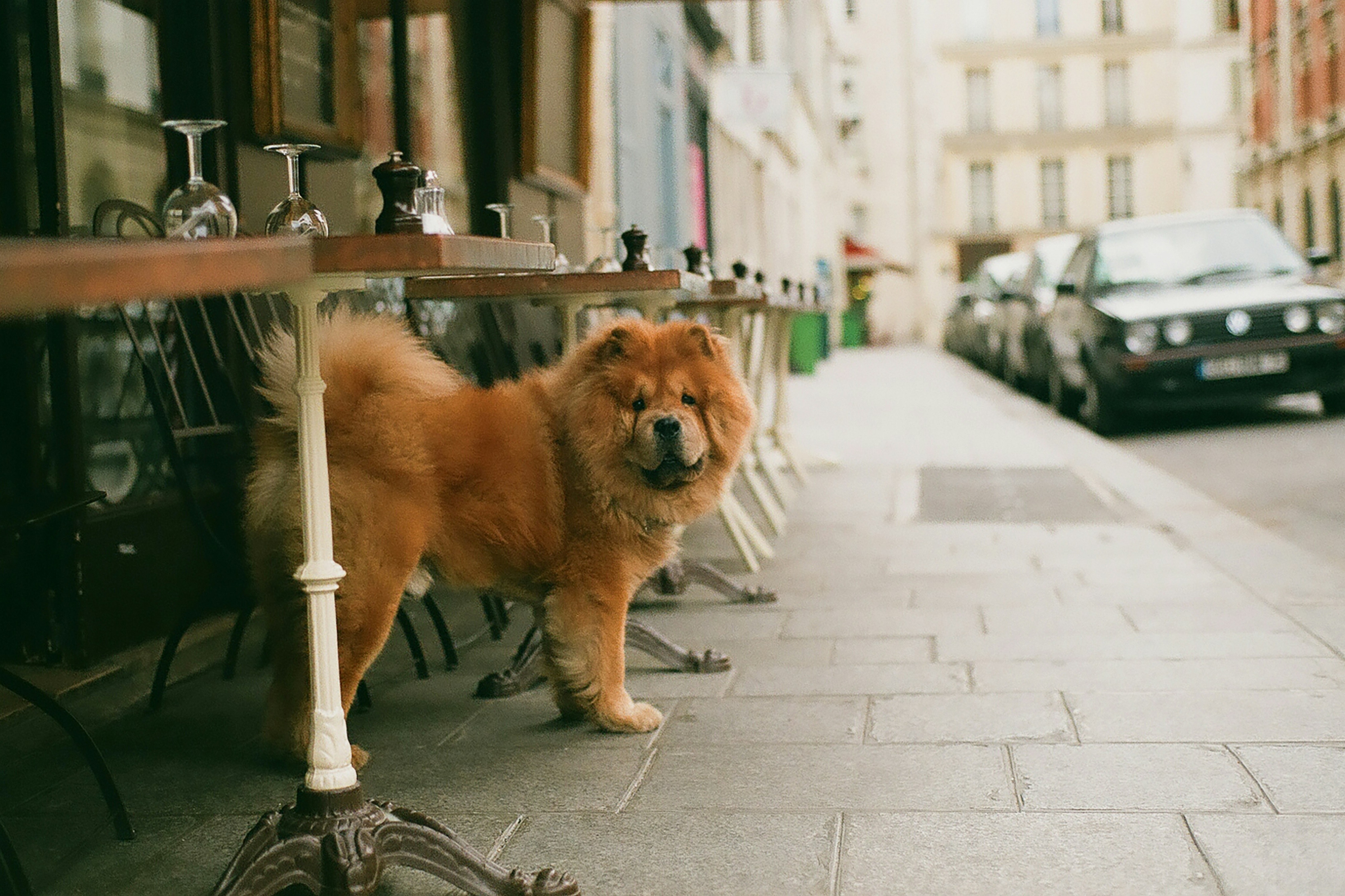 edinburgh-ranked-among-uk-cities-to-grab-a-coffee-with-your-dog