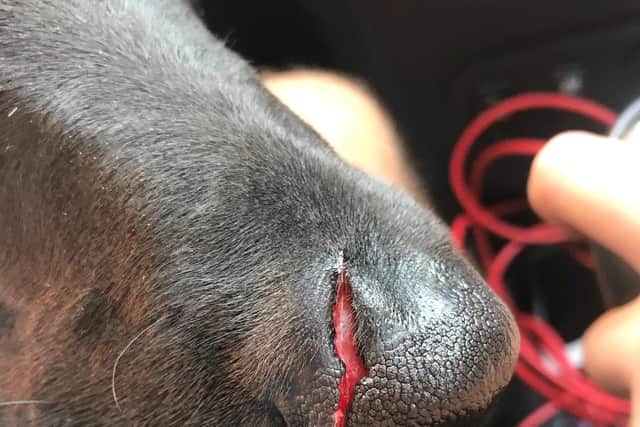 The owner said Bella was attacked by a Staffie-cross