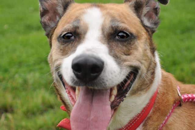 Edinburgh Pet of the Week: Bailey is looking for an understanding home with patient and understanding owners