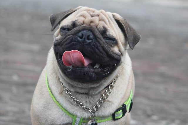 Pugs and their two-legged friends are invited to the event at Bellfield Brewery.