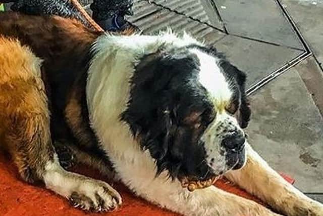 Jack the St Bernard has finally been rescued after reports of him being 'drugged-up' and used for begging in the streets of Edinburgh