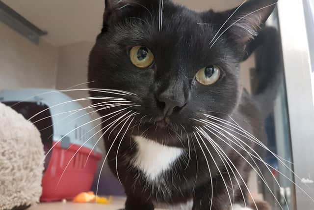 Edinburgh Pet of the Week: Chad likes to hide in cardboard boxes and is looking for a patient forever home