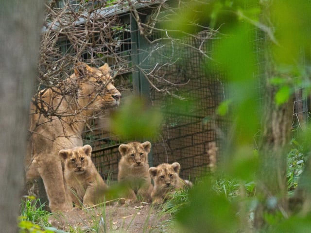 The lion cubs to be named by Edinburgh Evening News readers. Picture: Laura Moore\RZSS.