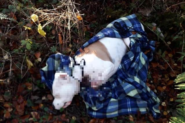 The dog's body was found in woodland to the south of Edinburgh. Pic: Scottish SPCA