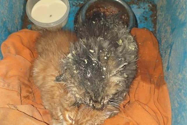 The kittens were found huddled together in a skip in Livingston. Pic: Cats Protection West Lothian