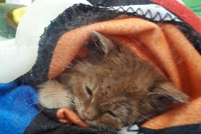 One of the kittens was struggling initially. Pic: Cats Protection West Lothian