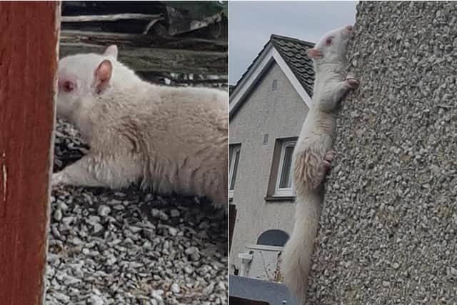 The rare albino squirrel was spotted climbing a harled wall in Musselburgh. Pic: David Shields.