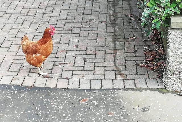 The chicken on the loose (Photo: Shauny Gibson)