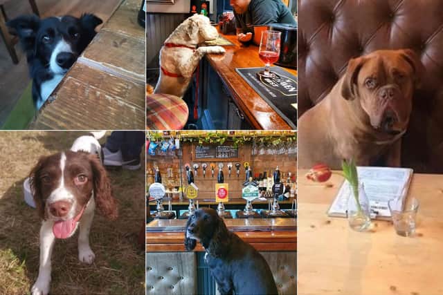 Many Evening News readers sent in pictures of their dogs enjoying various pubs across Edinburgh and the Lothians.