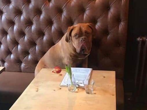 Joanna Pauley posted this picture of her dog, Frank, in The Ox. Pic: Joanna Pauley.