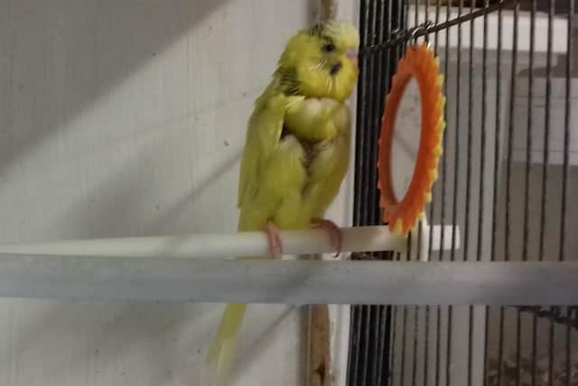 Rocky the budgie who is in need of a forever home (Photo: Scottish SPCA)