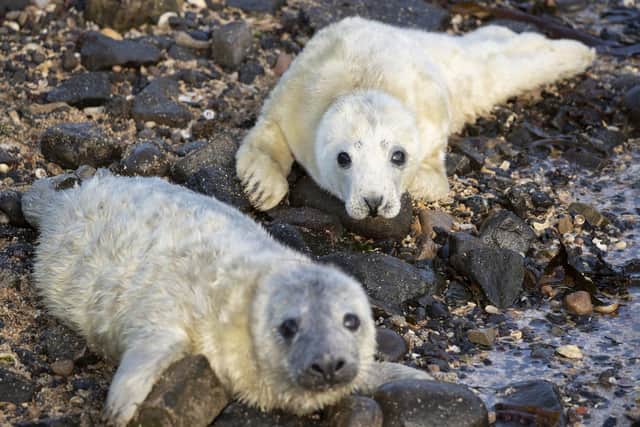 A pair of seal pups. Pic: Jane Barlow/PA Wire