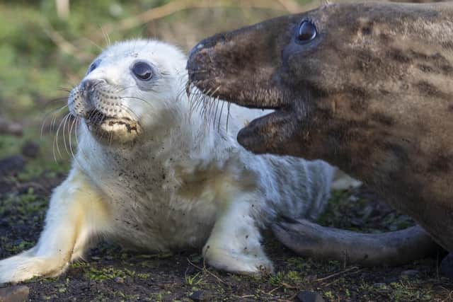 A seal pup with its mother. Pic: Jane Barlow/PA Wire