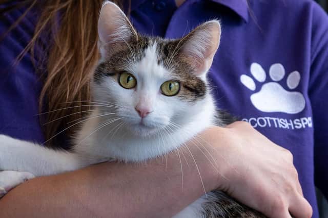 The charity cares for animals which are unwanted after the festive period
