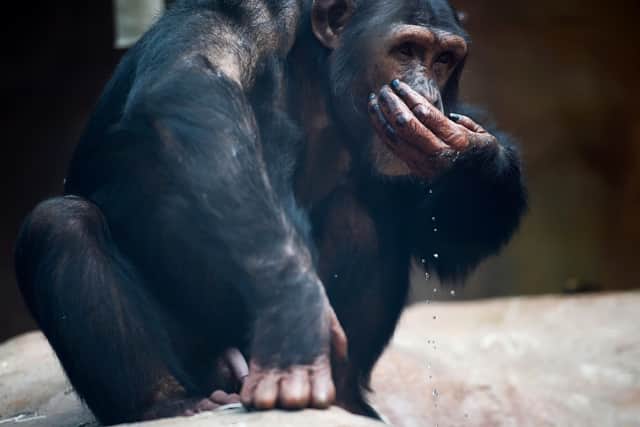 Not every chimpanzee can adapt to life in a zoo. Picture: AFP/Getty