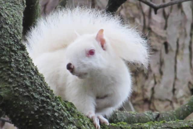 A rare albino squirrel in woodland in the Barnton area. Pic: John Wallbank
