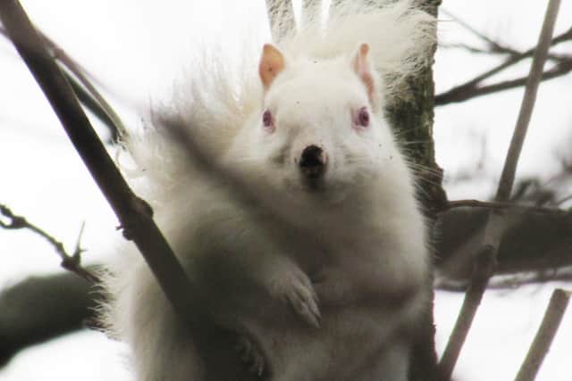 The albino rodent peers down from a lofty branch. Pic: John Wallbank