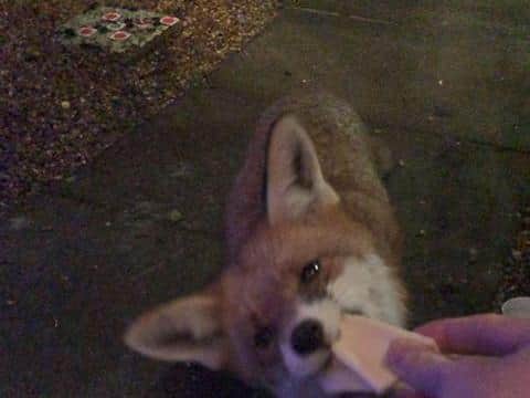 Felix the fox mid-snack