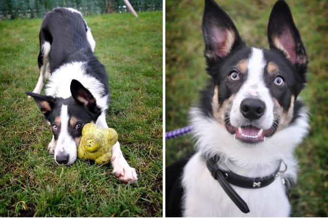 Could you welcome Border Collie Bruno into your home?