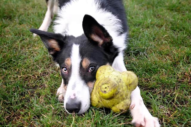 Could you welcome Border Collie Bruno into your home?