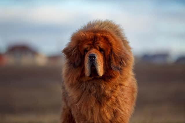 The Tibetan Mastiff was originally bred in the Far East to protect livestock from attacks by wolves, leopards, tigers and bears. Note: This is not the same dog as mentioned in the story. Pic: Tatyana Kuznetsova-Shutterstock